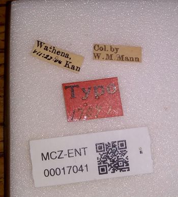 Media type: image;   Entomology 17041 Aspect: labels